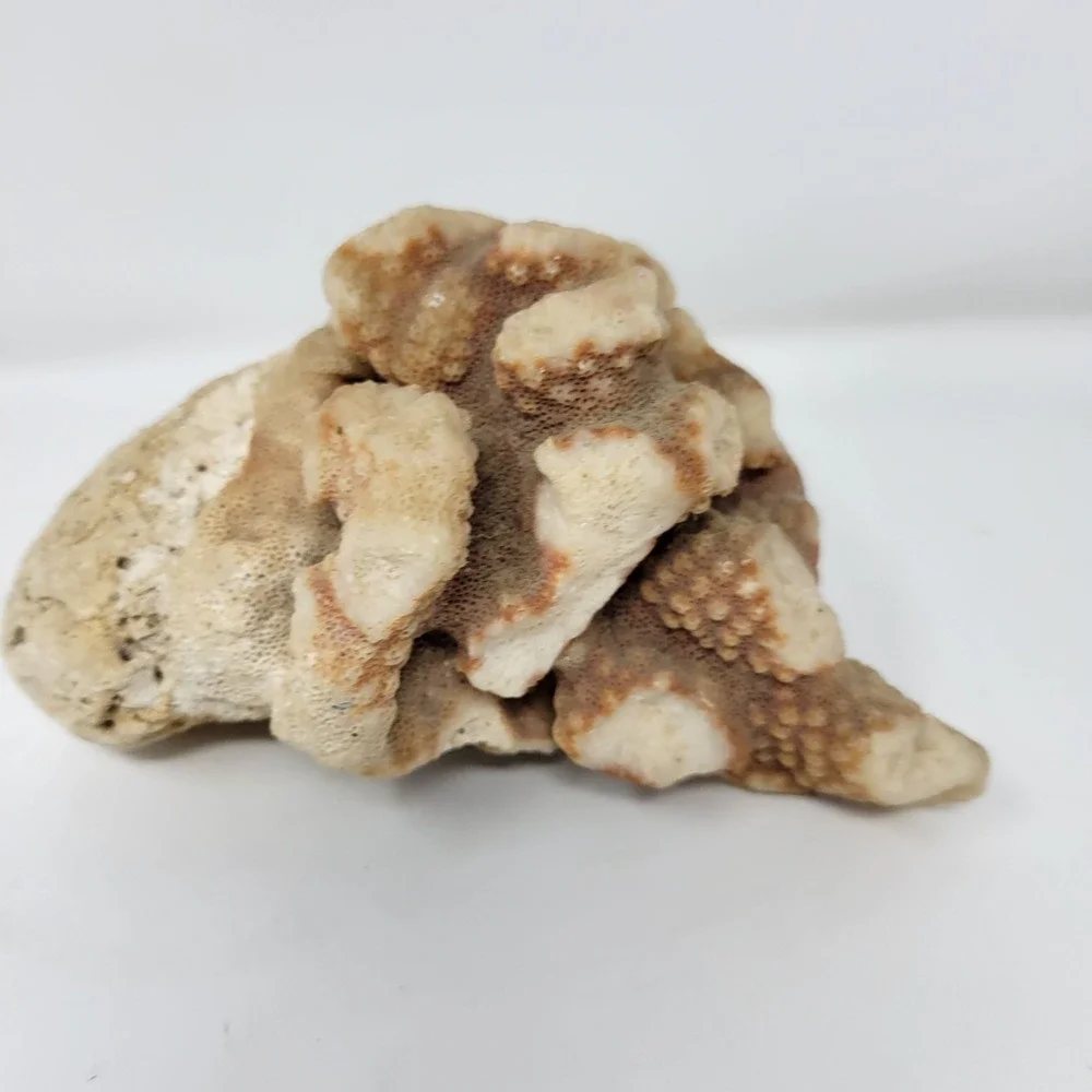 Natural Coral Rock Specimen 6